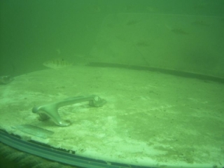 Plongee en lac de savoie.jpg